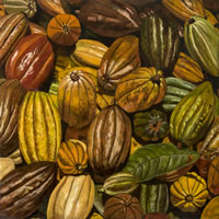 Cacao, 2013, óleo/lino, 120 cm X 120 cm