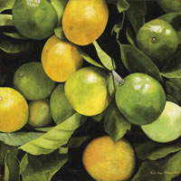 Limones, 2015, óleo/lino, 75 cm X 75 cm