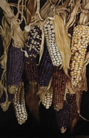 Mazorcas criollas, 2014, óleo/lino, 182 cm X 120 cm