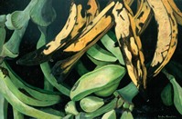 Plátanos machos verdes y maduros, 2001, óleo/lino 60 x 92 cms