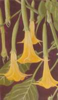 Floripondio Amarillo, 1993, temple-óleo sobre tela 55 x 33 cms