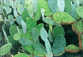 Nopales Viejos, 2000, oil on canvas 44.1 x 63.8 in