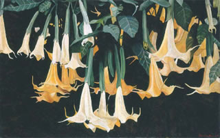 Daturas Horizontales, 2003, óleo/lino 81 x 130 cm