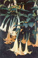 Daturas Verticales, 2003, oil on canvas 68.5 x 44.9 in
