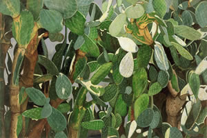 Nopales de García, 2004, oil on canvas 44.9 x 67.3 in