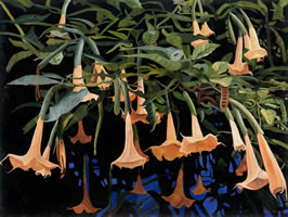 Floripondios con muro azul, 2008, óleo/lino, 155 x 205 cm