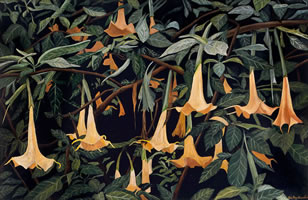 Daturas, 2007, óleo/lino, 90 x 140 cm