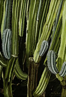 Candelabro, 2011, oil on canvas 37.9 X 25.9 in