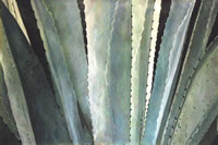 Agave azul, 2012, oil on canvas 43.3 X 65 in