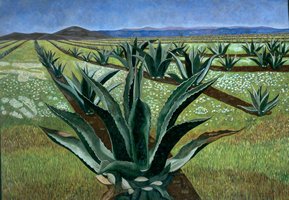 Magueyes con cielo azul II, 1999, oil on canvas 59.1 x 84.6 in