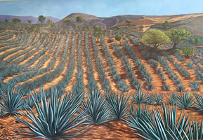 Campo de agaves azules, 2016