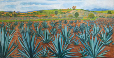 Campos de agaves azules, 2022