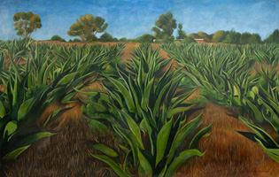 Magueyes pulqueros, 2022